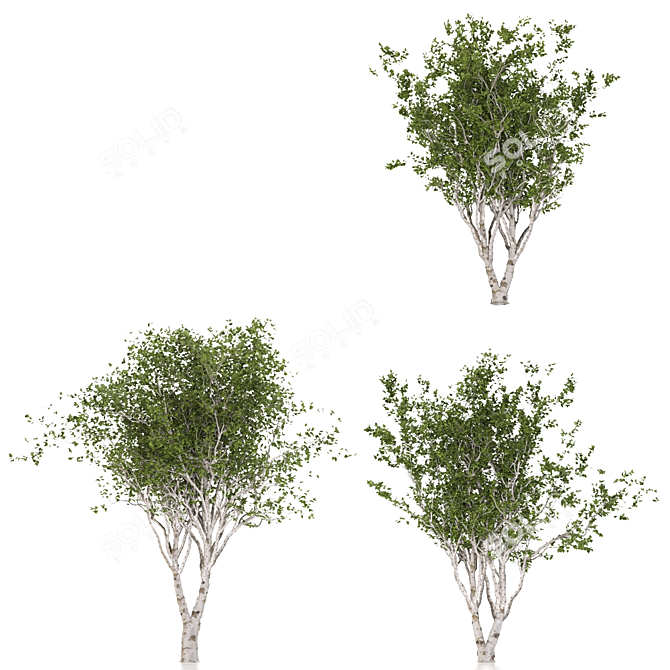 Eurasian Aspen Trio: Quaking Beauty 3D model image 3