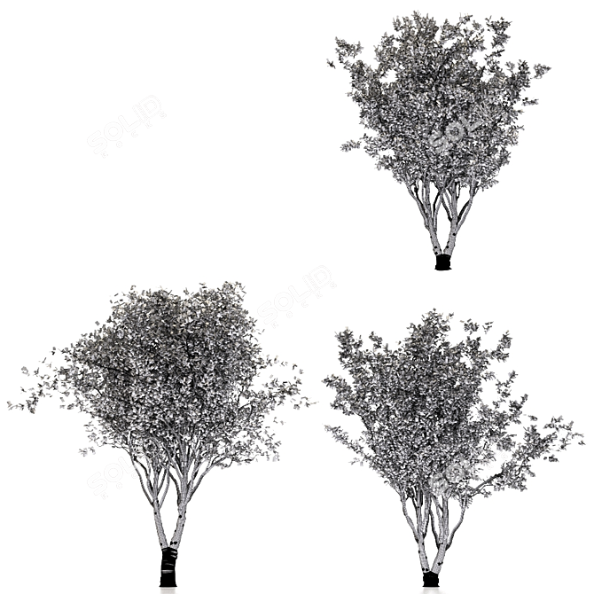 Eurasian Aspen Trio: Quaking Beauty 3D model image 4