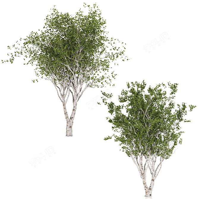 Eurasian Aspen Trio: Quaking Beauty 3D model image 6