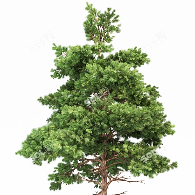 Whaite Gray Alder Tree: Premium 3D Model 3D model image 4