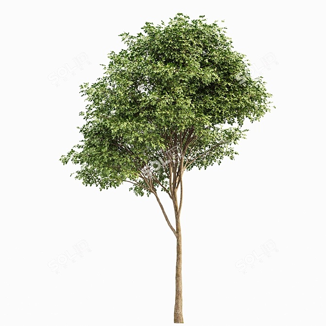 Whaite Gray Alder Tree: Premium 3D Model 3D model image 5