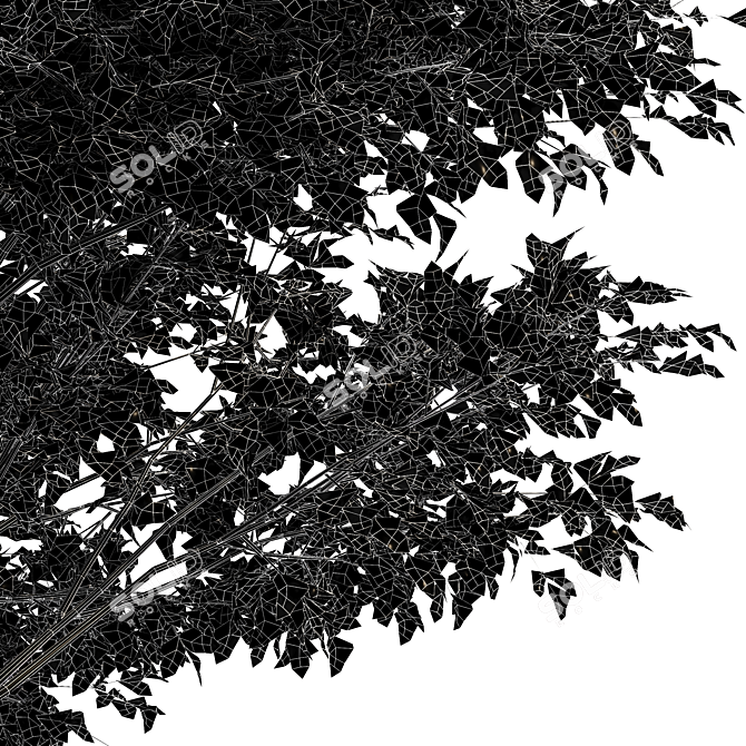 Whaite Gray Alder Tree: Premium 3D Model 3D model image 6