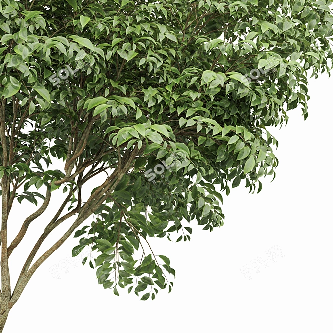 Beautiful Japanese Cherry Leaf - Gray Alder Alnus Incana 3D model image 2