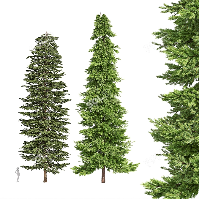 Black Spruce Pine: Tall and Realistic 3D Model 3D model image 1