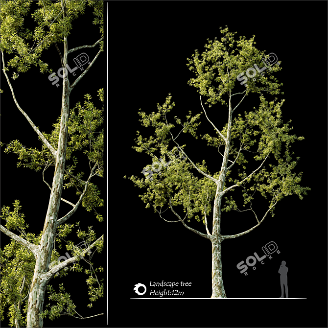 2014 Landscape Tree - 12m Height, Corona Render 3D model image 1