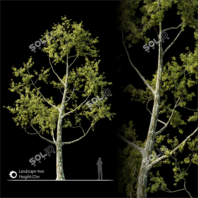 2014 Landscape Tree - 12m Height, Corona Render 3D model image 2