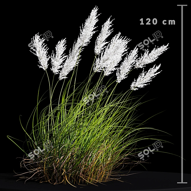 Premium Selloana Grass: Lifelike 3D Model 3D model image 2