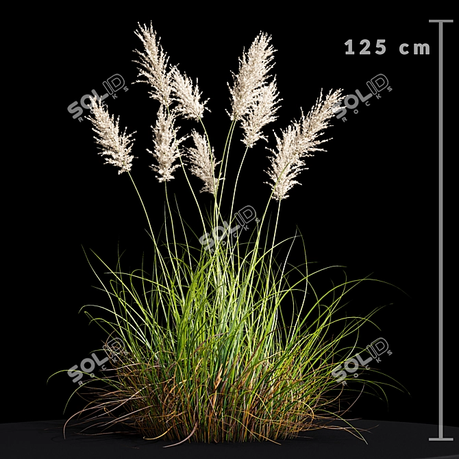 Premium Selloana Grass: Lifelike 3D Model 3D model image 4
