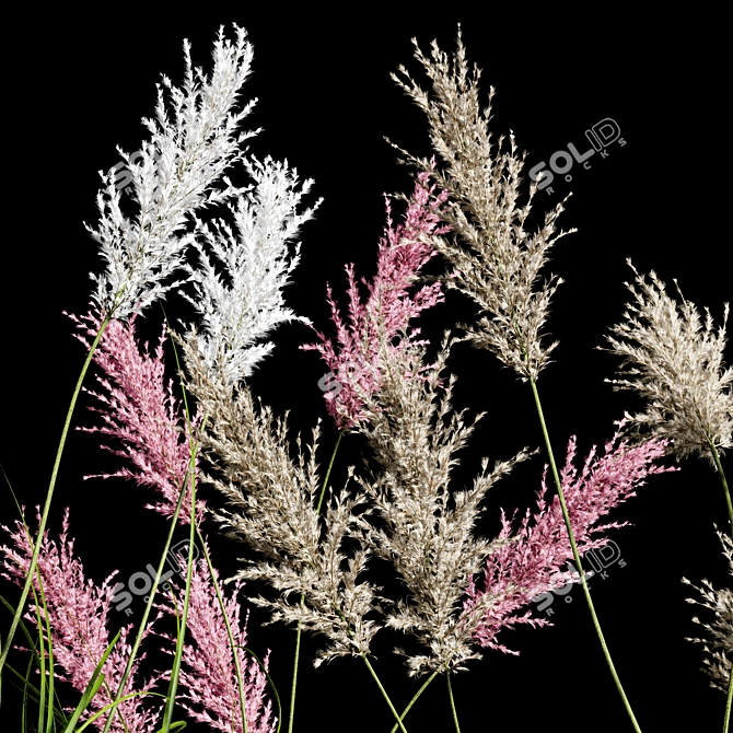 Premium Selloana Grass: Lifelike 3D Model 3D model image 5