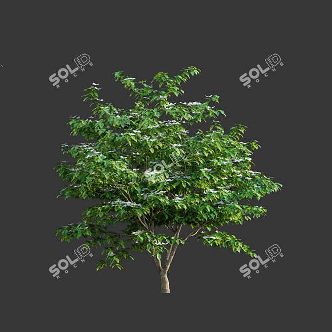 Versatile 3D Model Collection 3D model image 4