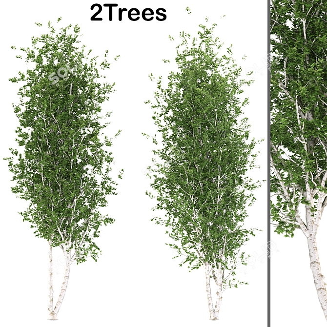 Quaking Aspen Trees Set 3D model image 1