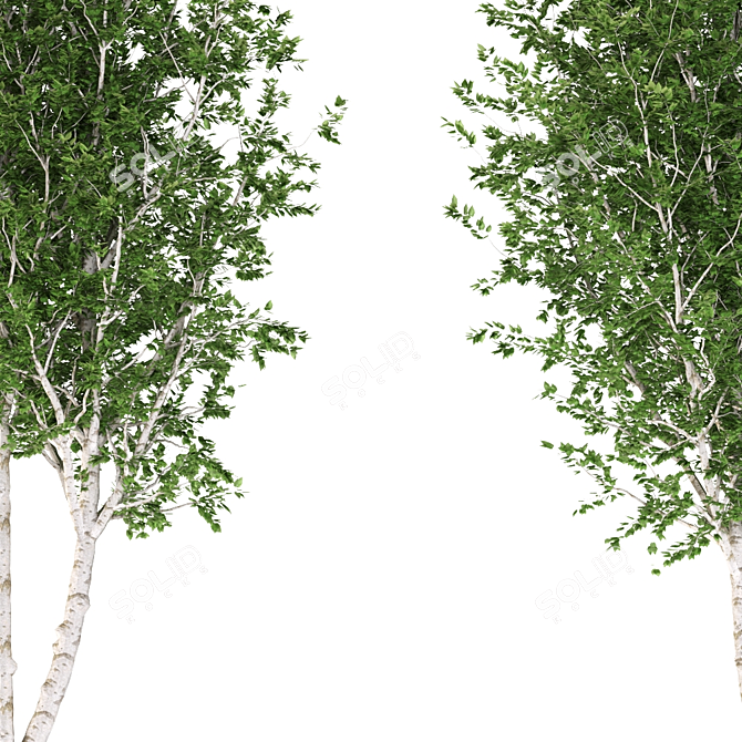 Quaking Aspen Trees Set 3D model image 3