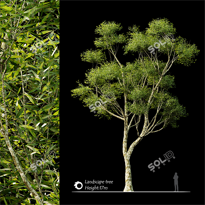 2014 Landscape Tree: Corona Render, 17m Height 3D model image 1