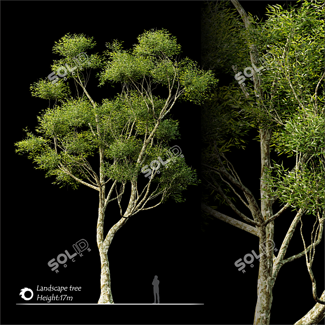 2014 Landscape Tree: Corona Render, 17m Height 3D model image 2