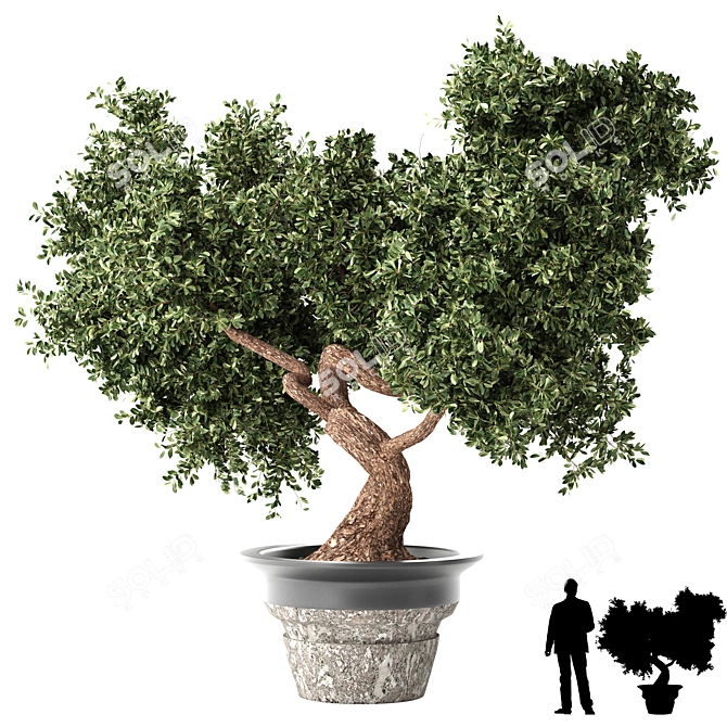 Bonsai Bliss: Indoor Plant Elegance 3D model image 1