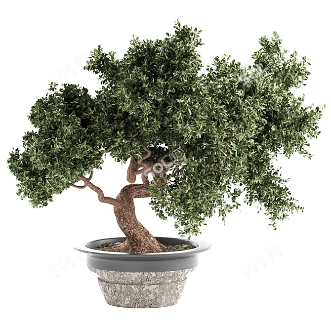 Bonsai Bliss: Indoor Plant Elegance 3D model image 3