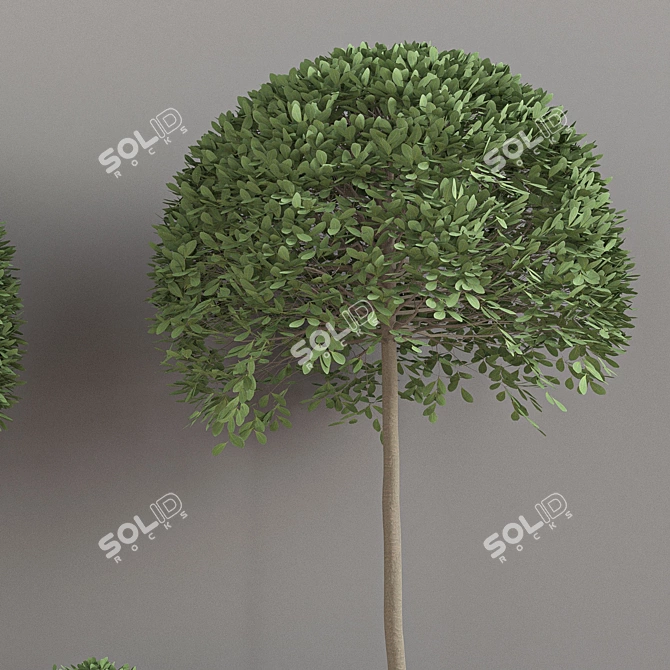 Lush Indoor Plant Set 3D model image 5