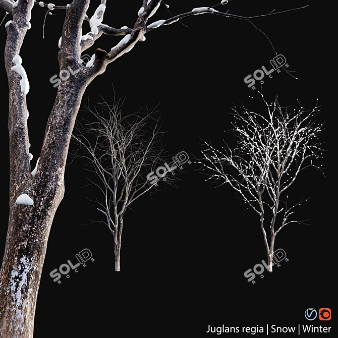 Winter-Ready Juglans Regia: Stunning 3D Models 3D model image 2