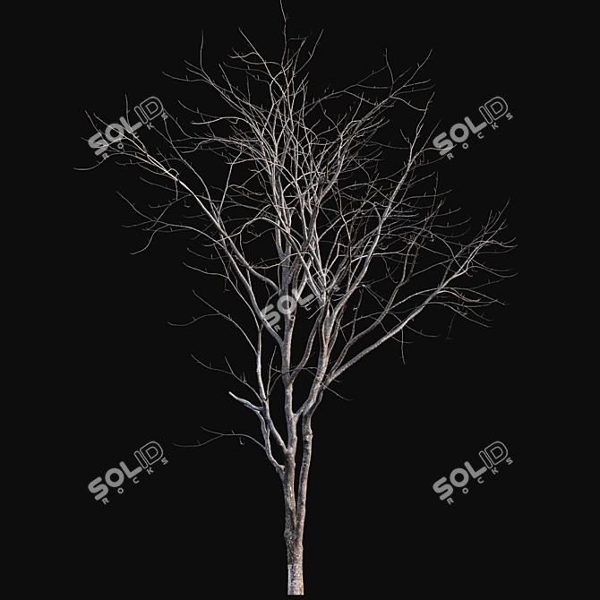 Winter-Ready Juglans Regia: Stunning 3D Models 3D model image 4