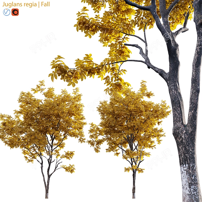 Vintage Walnut Collection - 3D Models & Textures 3D model image 1