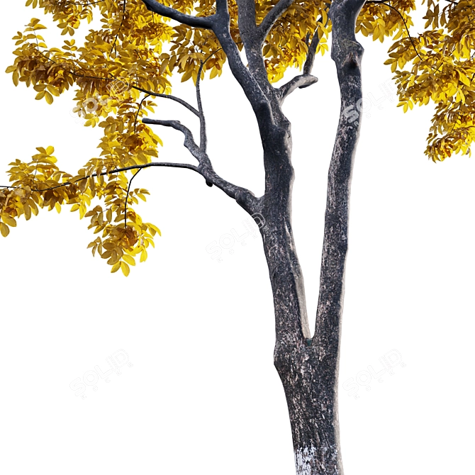 Vintage Walnut Collection - 3D Models & Textures 3D model image 2