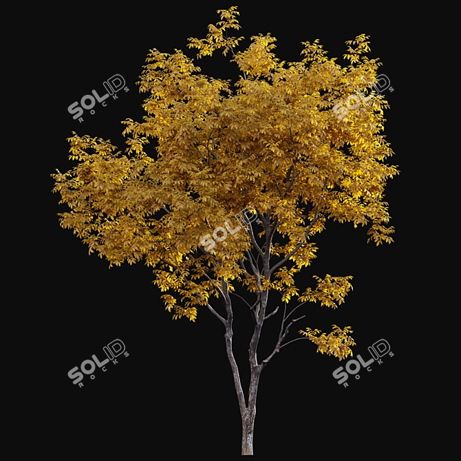 Vintage Walnut Collection - 3D Models & Textures 3D model image 3