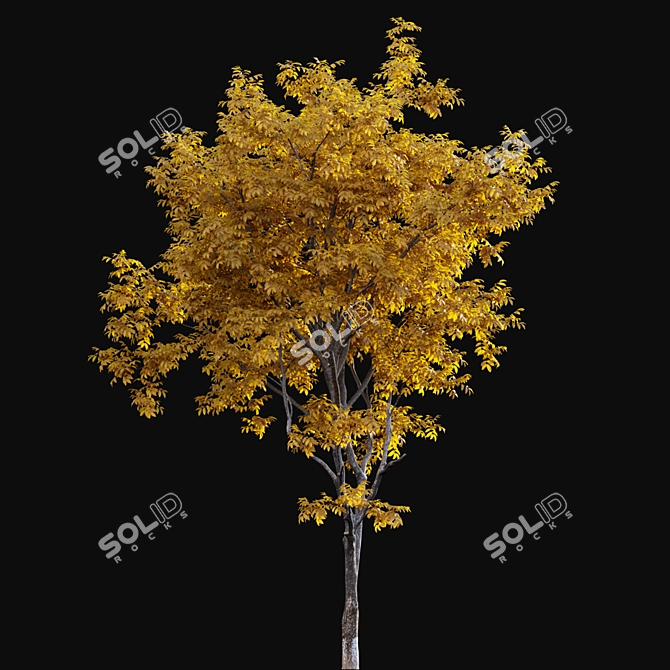 Vintage Walnut Collection - 3D Models & Textures 3D model image 4