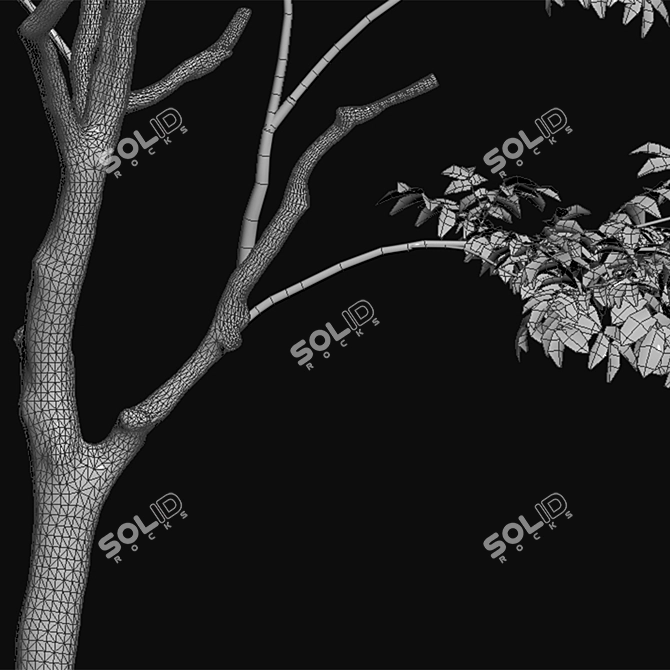 Vintage Walnut Collection - 3D Models & Textures 3D model image 5