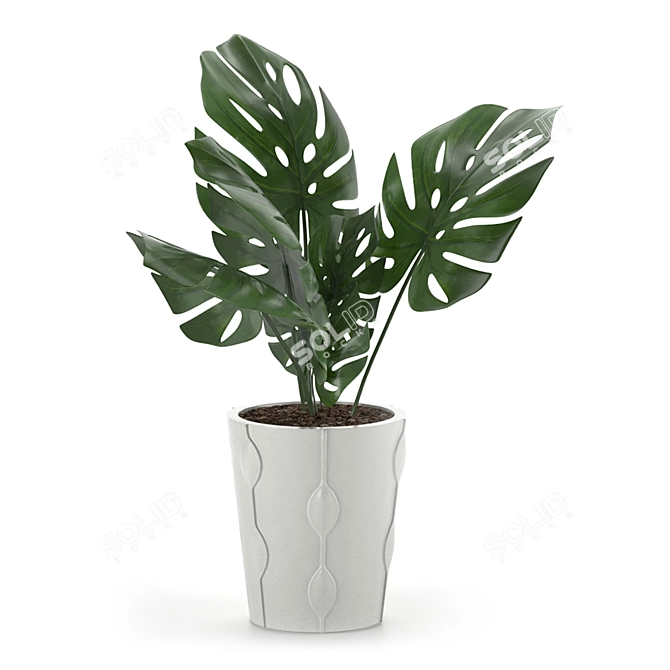 Exotic Monstera Plant: Add Tropical Vibes 3D model image 1