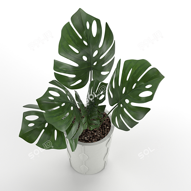 Exotic Monstera Plant: Add Tropical Vibes 3D model image 3