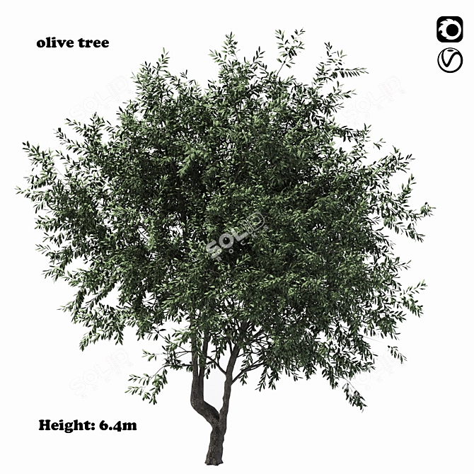 Towering Olive Tree - 6.4m Height 3D model image 1