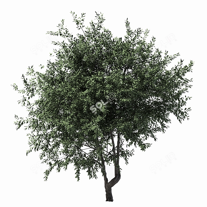 Towering Olive Tree - 6.4m Height 3D model image 2