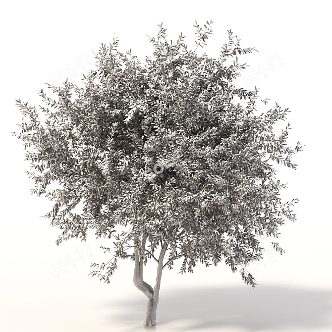 Towering Olive Tree - 6.4m Height 3D model image 3