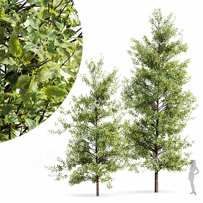 RealTree Buergerianum: High-Quality 3D Tree Model 3D model image 1
