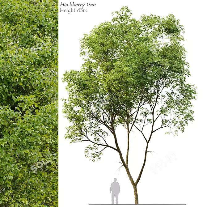 Northern Hackberry Tree - Vray and Corona Material Libraries - 13m Height 3D model image 1