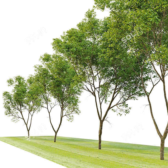 Northern Hackberry Tree - Vray and Corona Material Libraries - 13m Height 3D model image 2