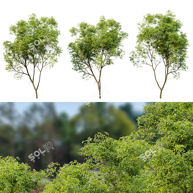 Northern Hackberry Tree - Vray and Corona Material Libraries - 13m Height 3D model image 4