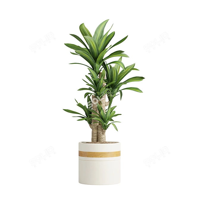 Tropical Indoor Plant Collection 3D model image 3