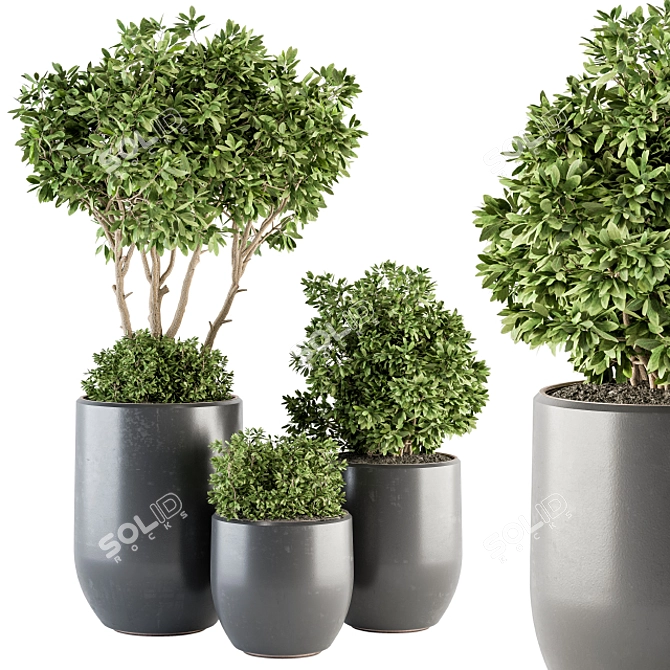 Lush Indoor Plant Set: Tree & Bush 3D model image 1