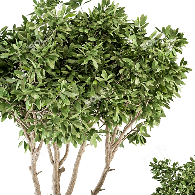 Lush Indoor Plant Set: Tree & Bush 3D model image 2