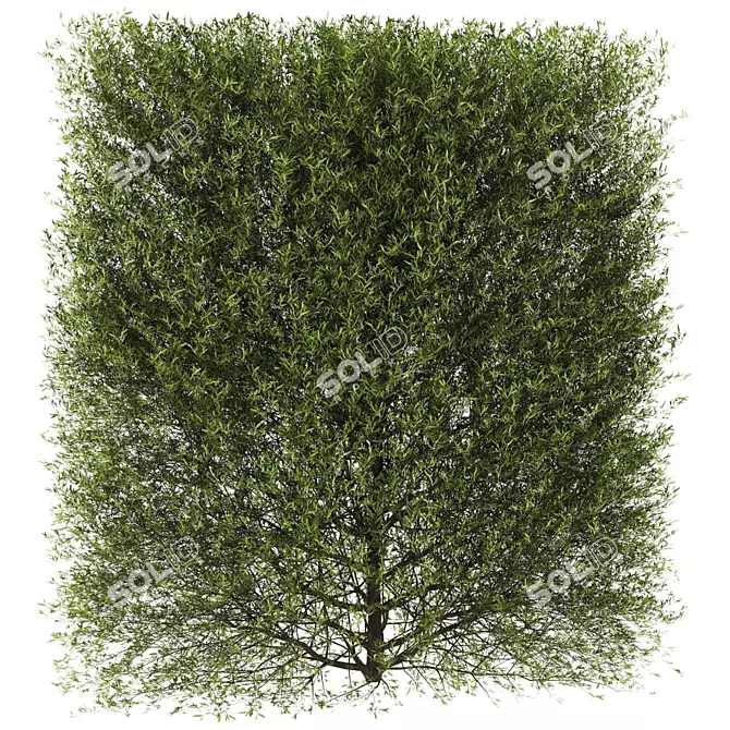 Optimal Plants Collection 3D model image 2