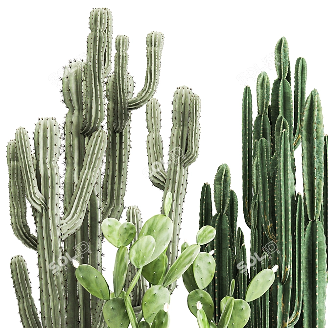 Exotic Cactus Collection: Column, Saguaro, Cereus 3D model image 2