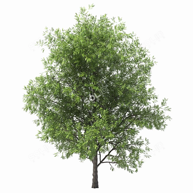 Shademaster Honey Locust: Impressive Height & Stunning Polys 3D model image 2