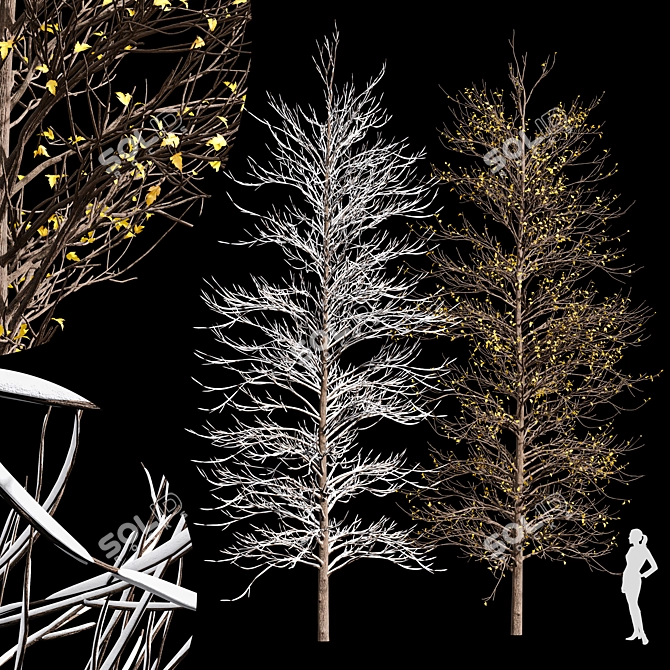 Winter Glow: Real Tree Acer 3D model image 1
