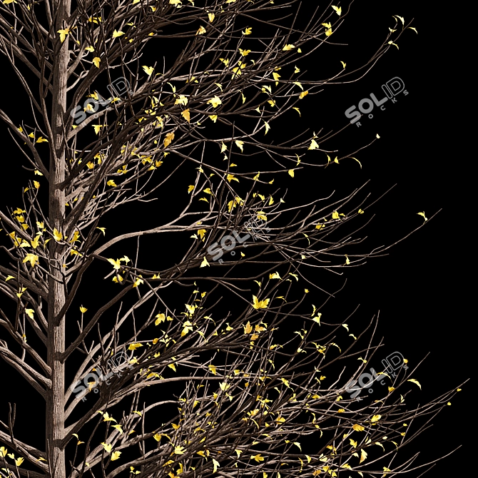 Winter Glow: Real Tree Acer 3D model image 2