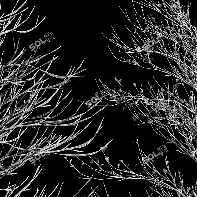Winter Glow: Real Tree Acer 3D model image 5