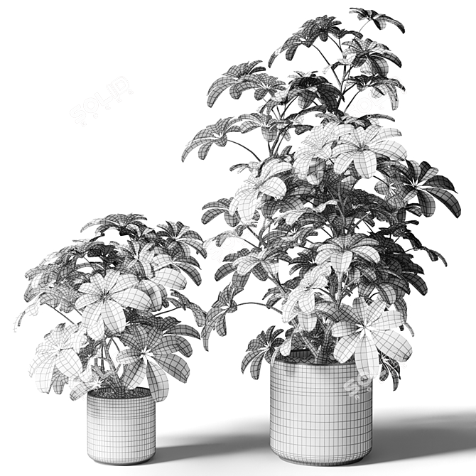 Black Pot Schefflera: Greenery for Any Space 3D model image 2