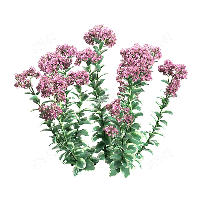 Autumn Charm Sedum: Vibrant and Hardy Perennial 3D model image 2