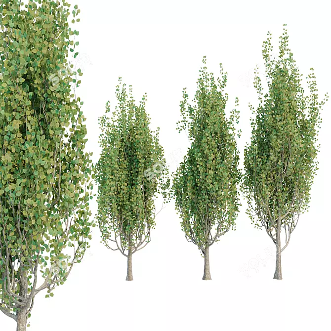 Poplar Trees Collection - Vol. 44: Stunning Diversity & Realistic Details 3D model image 1