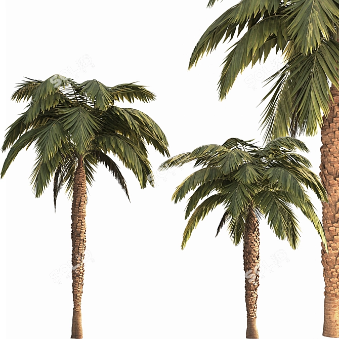 Tropical Palm Tree Collection 3D model image 1